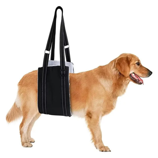 Golden retriever wearing the black rear leg support sling, side view on a white background