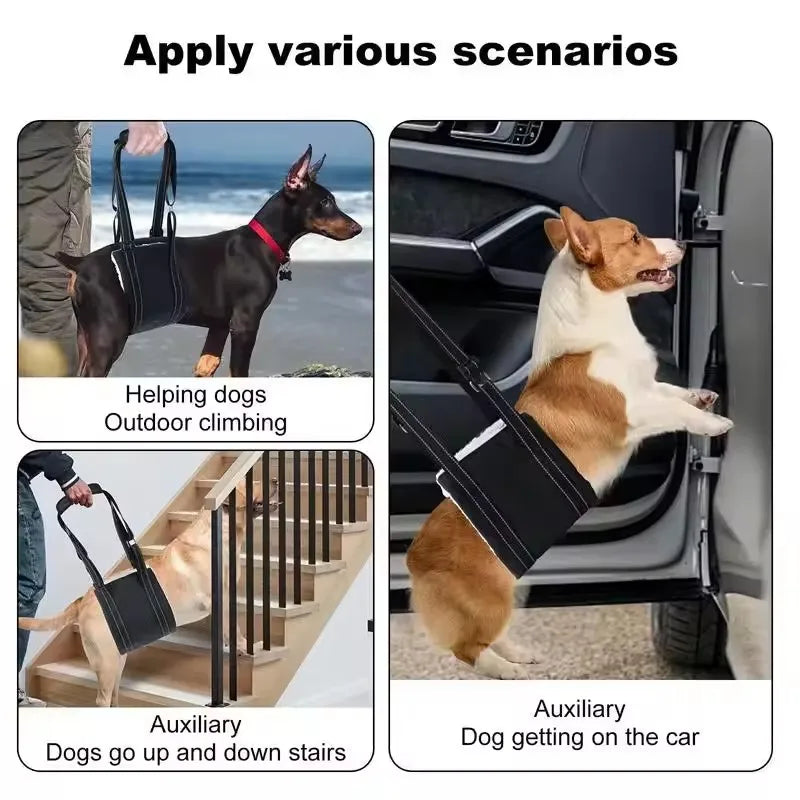 The sling in use helping dogs climb outdoors, go up and down stairs and get into a car